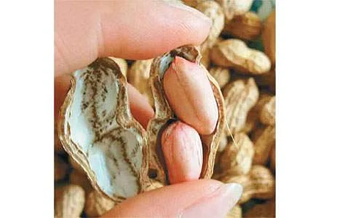'நிலக்கடலையில் விதை நேர்த்தி செய்தால் அதிக மகசூல் பெறலாம்'