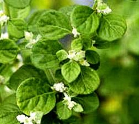 இன்றைய மருத்துவ சிந்தனை: சிறுகண் பீளை