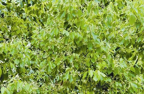 கற்பூர வகைகள்!