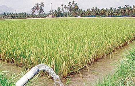 நன்செய் நிலங்களில் சேற்று நெல் சாகுபடி!