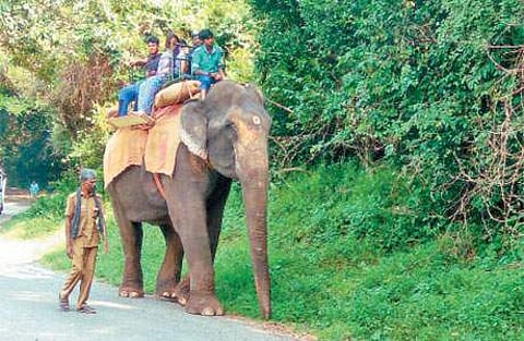 ஆழியாறு குரங்கு அருவி அருகே யானை சவாரி செய்யும் சுற்றுலாப் பயணிகள்.