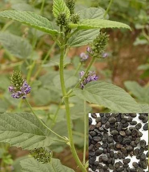 இன்றைய மருத்துவ சிந்தனை: கார்போகரிசி