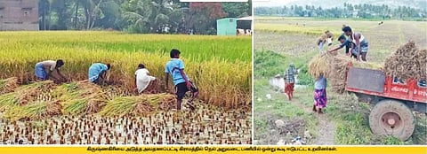 ஊர் கூடி உழவு...! தலைமுறைகளைக் கடந்தும் தழைத்தோங்கும் விவசாயம்