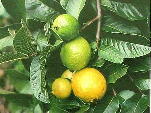 கொய்யா இலையை வாயில் போட்டு மென்றால் பல் வலி, வாய்ப்புண் ஆகியவை சரியாகும்