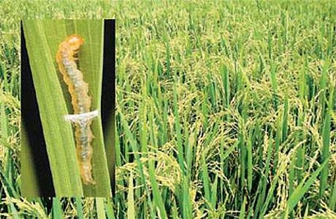 நெற்பயிரில் இலை சுருட்டுப்புழு