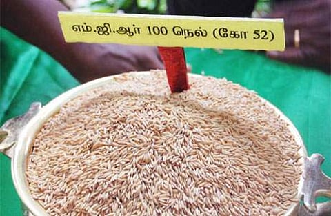 பிபிடிக்கு மாற்றாக 'எம்.ஜி.ஆர். 100' நெல் ரகம்