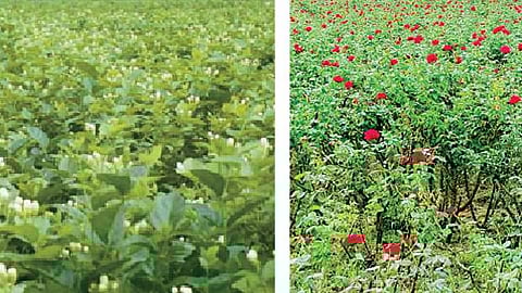 மல்லிகை, ரோஜா சாகுபடி!