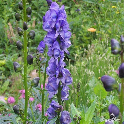 இன்றைய மருத்துவ சிந்தனை: அதிவிடயம்