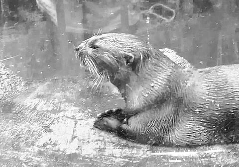 அங்கிள் ஆன்டெனா