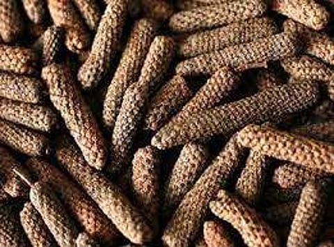 இன்றைய மருத்துவ சிந்தனை: யானை திப்பிலி/திப்பிலி