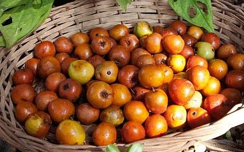 இன்றைய மருத்துவ சிந்தனை: இலந்தை