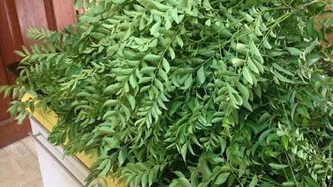 மருத்துவப் பயன்கள் கொண்ட கறிவேப்பிலை