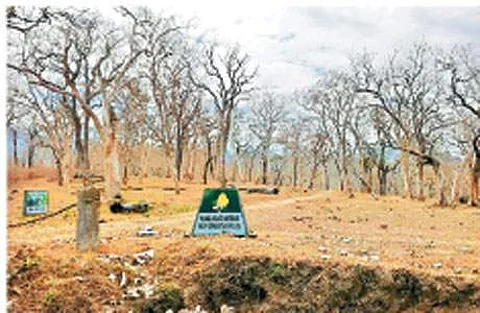முற்றிலுமாக வறண்டு காணப்படும் முதுமலை புலிகள் காப்பக வனம்.
