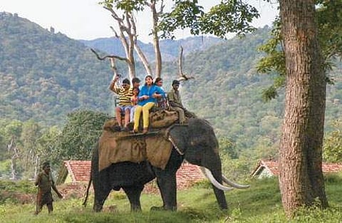 வறட்சி எதிரொலி: முதுமலை புலிகள் காப்பகம் நாளைமுதல் மூடல்?