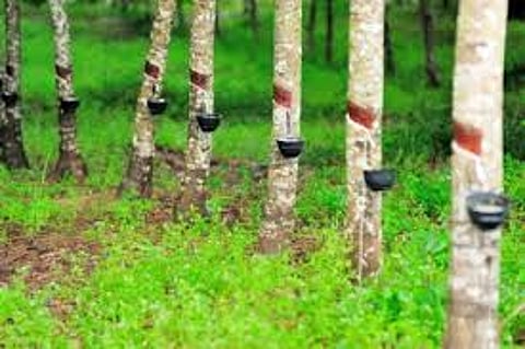 தமிழ்நாடு அரசு ரப்பர் கார்ப்பரேஷனில் இளநிலை உதவியாளர் வேலை