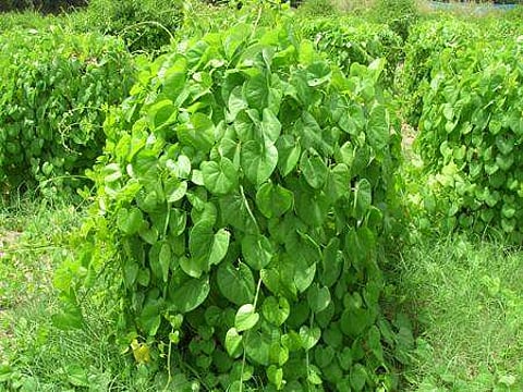 இன்றைய மருத்துவ சிந்தனை சீந்தில் கொடி!