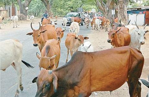 கால்நடைத் தீவனங்கள் விலை கடும் உயர்வு: பால் கொள்முதல் விலை உயர்த்தப்படுமா?