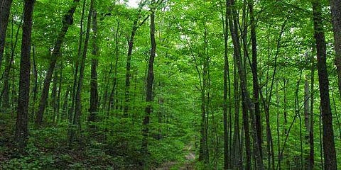 மார்ச் 21- உலக வன தினம் இன்று!