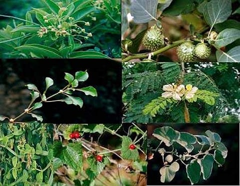 ஆசிரியர் தகுதித் தேர்வு வழிகாட்டி: நோய் தீர்க்கும் மூலிகைகள்