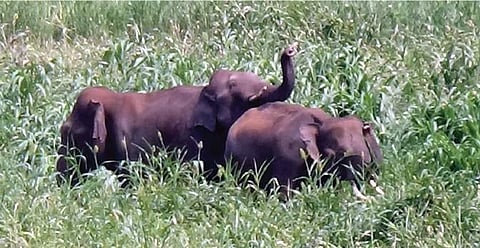 கொடைக்கானல் பேரிஜம் பகுதியில் யானைகள் முகாம்: சுற்றுலாப் பயணிகளுக்குத் தடை