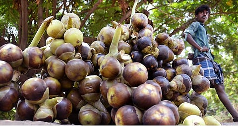 கரோனாவால் நுங்கு தொழில் பாதிப்பு விவசாயிகள் வேதனை