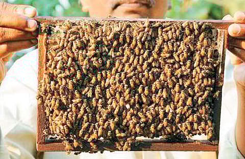தேனீ வளர்ப்பில் அதிக லாபம் பெற யோசனை