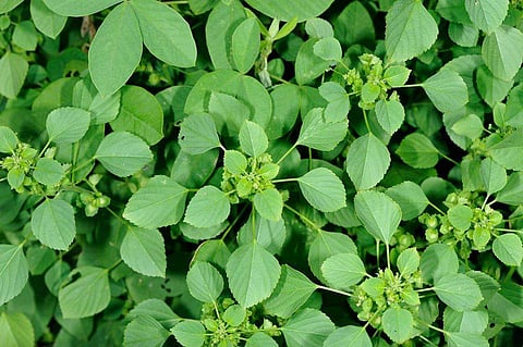 இன்றைய மருத்துவ சிந்தனை குப்பைமேனிக் கீரை