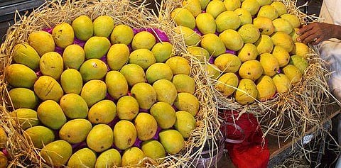 700 வகையான மாம்பழங்களை ஒரே இடத்தில் பார்க்க வேண்டுமா?