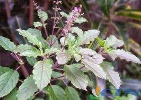 அரிப்பும் தடிப்பும் குறைய கருந்துளசி!