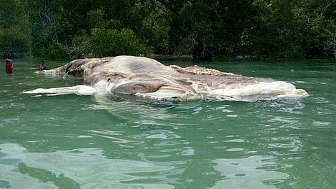 இந்தோனேஷியா கடற்கரைப் பகுதியில் கரை ஒதுங்கியுள்ளது மர்மமான கடல் உயிரினம்