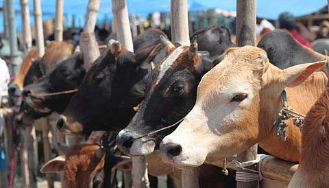 இறைச்சிக் கூடங்களுக்கு பசுக்களை விற்பனை செய்ய மத்திய அரசு தடை