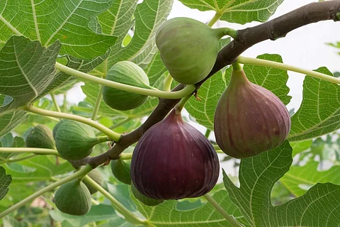 இன்றைய மருத்துவ சிந்தனை அத்தி மரம்
