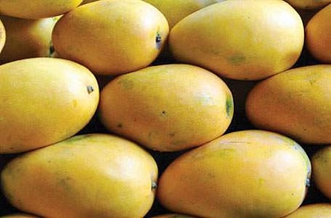 பங்கனப்பள்ளி மாம்பழத்துக்கு புவிசார் குறியீடு