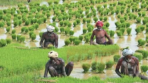 குறுவை சாகுபடி தொகுப்பு திட்டத்தில் டெல்டா விவசாயிகளுக்கு ரூ.56.92 கோடி ஒதுக்கீடு - முதல்வர் அறிவிப்பு
