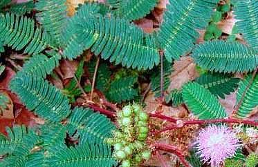 நீரிழிவு நோய் கட்டுப்பட... தொட்டாற் சிணுங்கி!