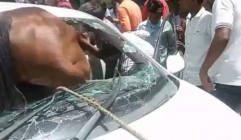 ஜெய்ப்பூரில் வினோதமான விபத்து: காருக்குள் சிக்கிய குதிரை