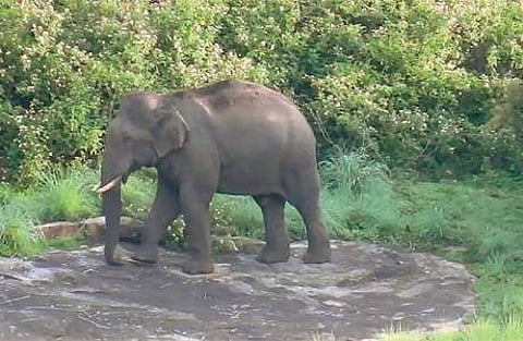 கொடைக்கானல் பேரிஜம் பகுதியில் திங்கள்கிழமை உலா வந்த காட்டு யானை.