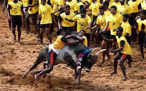இந்த ஆண்டு தமிழக ஜல்லிக்கட்டில் மிருகவதை: தடை கோரி உச்சநீதி மன்றத்தில் 'பீட்டா' வழக்கு!