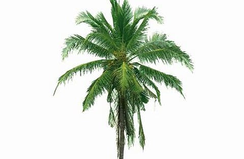 தென்னையில் கூன் வண்டு தாக்குதல் மேலாண்மை