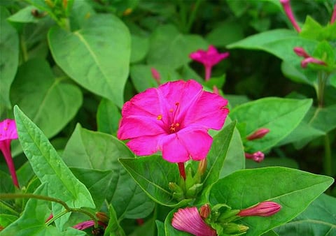 இன்றைய மருத்துவ சிந்தனை: அந்திமல்லி