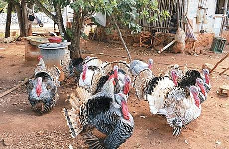 வளமான வருவாய் தரும் வான்கோழி வளர்ப்பு!