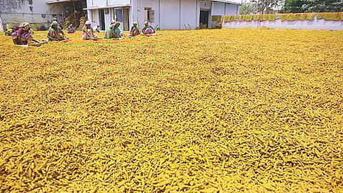 தேவை மஞ்சளுக்குத் தனி வாரியம்