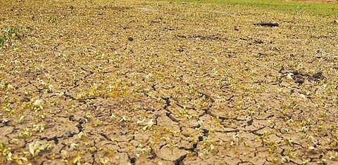 வறண்டு கிடக்கும் வட்டமலைக்கரை அணை: அமராவதி ஆற்றிலிருந்து தண்ணீர் கொண்டுசெல்லும் திட்டத்துக்குப் பரிந்துரை