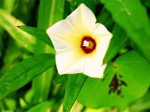 இன்றைய மருத்துவ சிந்தனை: முதியார் கூந்தல்