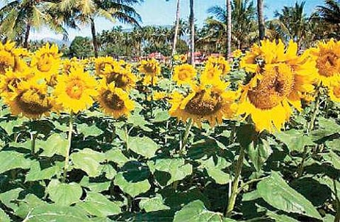 சூரியகாந்தியில் புகையிலைப் புழு கட்டுப்பாடு!