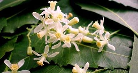 இன்றைய மருத்துவ சிந்தனை: முருங்கைப் பூ