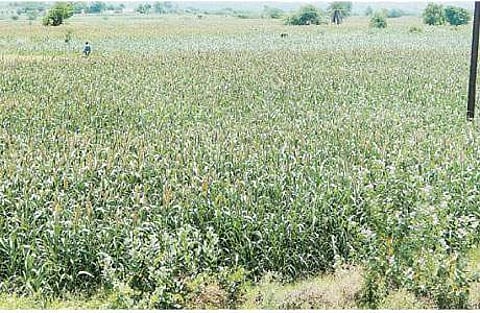 திருவள்ளூரை அடுத்த ராமஞ்சேரி பகுதியில் சாகுபடி செய்யப்பட்டுள்ள கம்பு பயிர்.