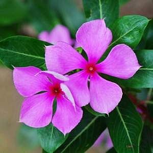 இன்றைய மருத்துவ சிந்தனை: நித்தியகல்யாணி