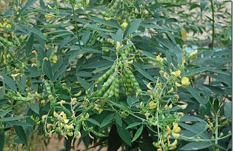 பயறு வகைப் பயிர்களின் மகசூலுக்கு உதவும் இலைவழி கரைசல்!