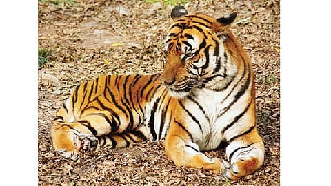 கருவூலம்: பல்லுயிரியம் (BIO DIVERSITY)